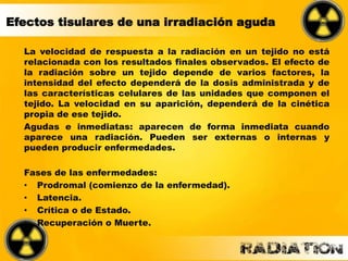 Efectos tisulares de una irradiación aguda
La velocidad de respuesta a la radiación en un tejido no está
relacionada con los resultados finales observados. El efecto de
la radiación sobre un tejido depende de varios factores, la
intensidad del efecto dependerá de la dosis administrada y de
las características celulares de las unidades que componen el
tejido. La velocidad en su aparición, dependerá de la cinética
propia de ese tejido.
Agudas e inmediatas: aparecen de forma inmediata cuando
aparece una radiación. Pueden ser externas o internas y
pueden producir enfermedades.
Fases de las enfermedades:
• Prodromal (comienzo de la enfermedad).
• Latencia.
• Crítica o de Estado.
• Recuperación o Muerte.
 