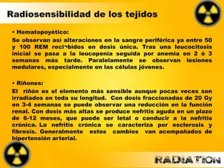• Hematopoyético:
Se observan así alteraciones en la sangre periférica ya entre 50
y 100 REM reci¬bidos en dosis única. Tras una leucocitosis
inicial se pasa a la leucopenia seguida por anemia en 2 ó 3
semanas más tarde. Paralelamente se observan lesiones
medulares, especialmente en las células jóvenes.
• Riñones:
El riñón es el elemento más sensible aunque pocas veces son
irradiados en toda su longitud. Con dosis fraccionadas de 20 Gy
en 3-4 semanas se puede observar una reducción en la función
renal. Con dosis más altas se produce nefritis aguda en un plazo
de 6-12 meses, que puede ser letal o conducir a la nefritis
crónica. La nefritis crónica se caracteriza por esclerosis y
fibrosis. Generalmente estos cambios van acompañados de
hipertensión arterial.
Radiosensibilidad de los tejidos
 