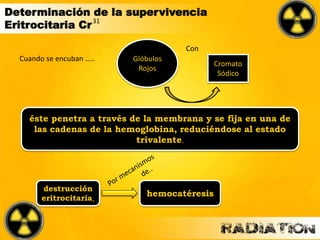 Cuando se encuban ….. Glóbulos
Rojos
Cromato
Sódico
Con
éste penetra a través de la membrana y se fija en una de
las cadenas de la hemoglobina, reduciéndose al estado
trivalente.
destrucción
eritrocitaria,
hemocatéresis
Determinación de la supervivencia
Eritrocitaria Cr31
 