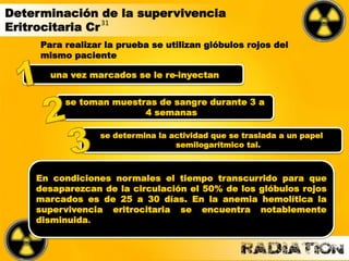 Determinación de la supervivencia
Eritrocitaria Cr31
una vez marcados se le re-inyectan
Para realizar la prueba se utilizan glóbulos rojos del
mismo paciente
se toman muestras de sangre durante 3 a
4 semanas
se determina la actividad que se traslada a un papel
semilogarítmico tal.
En condiciones normales el tiempo transcurrido para que
desaparezcan de la circulación el 50% de los glóbulos rojos
marcados es de 25 a 30 días. En la anemia hemolítica la
supervivencia eritrocitaria se encuentra notablemente
disminuida.
 