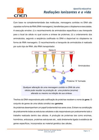 Apostila educativa
Radiações Ionizantes e a vida
Comissão Nacional de Energia Nuclear
www.cnen.gov.br
Página 14
Com base na complementaridade das moléculas, mensagens contidas no DNA são
copiadas na forma de RNA (RNA mensageiro), transferidas para o citoplasma e executadas.
A execução envolve: (i) o reconhecimento de aminoácidos específicos e seu transporte
para o local da célula no qual ocorre a síntese de proteínas; (ii) o ordenamento dos
aminoácidos, segundo a seqüência codificada no DNA e disponível no citoplasma na
forma de RNA mensageiro. O reconhecimento e transporte de aminoácidos é realizado
por outro tipo de RNA, dito RNA transportador.
Qualquer alteração de uma mensagem contida no DNA de uma
célula pode resultar na produção de uma proteína (enzima)
alterada ou mesmo na inibição de sua síntese.
Trechos do DNA responsáveis pela codificação de proteínas recebem o nome de gene. O
conjunto de genes de uma célula constitui seu genoma.
As proteínas desempenham um papel fundamental nos seres vivos. Entram na constituição
de praticamente todas as estruturas celulares e são responsáveis por praticamente todo o
trabalho realizado dentro das células. A produção de proteínas tais como enzimas,
hormônios, anticorpos, proteínas estruturais etc., está diretamente ligada à existência de
genes específicos, incorporados ao material genético das células.
CTG TAC GGT TTC TAT
Gene A
D M P G I Aminoácidos
Proteína “A” formada
 
