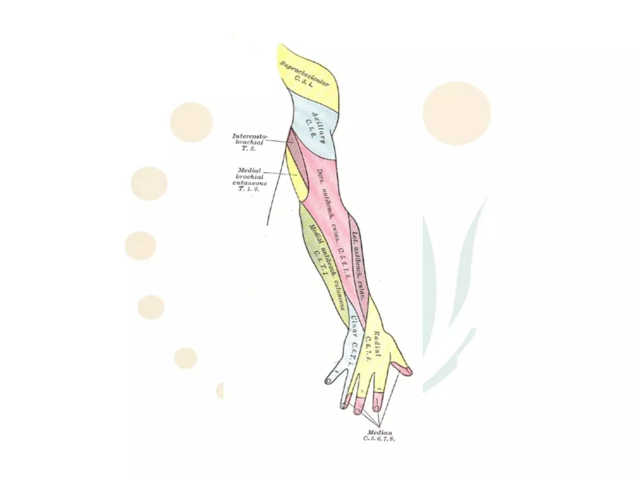 Radial nerve-anatomy | PPT