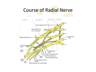 Course of Radial Nerve
 