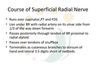 Course of Superficial Radial Nerve
• Runs over supinator,PT and FDS
• Lies under BR with radial artery on its ulnar side from
  1/3 of the way down forearm
• Passes posteriorly through tendon of BR proximal to
  radial styloid
• Passes over tendons of snuffbox
• Terminates as cutaneous branches to dorsum of
  hand and lateral 3.5 digits short of nailbeds
 