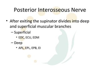 Posterior Interosseous Nerve
• After exiting the supinator divides into deep
  and superficial muscular branches
  – Superficial
     • EDC, ECU, EDM
  – Deep
     • APL, EPL, EPB, EI
 