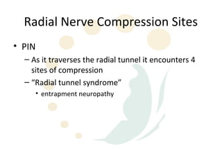 Radial Nerve Compression Sites
• PIN
  – As it traverses the radial tunnel it encounters 4
    sites of compression
  – “Radial tunnel syndrome”
     • entrapment neuropathy
 