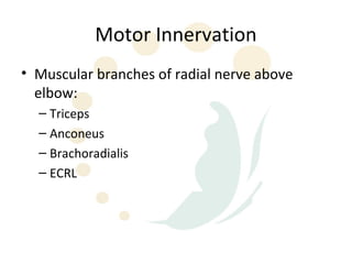 Motor Innervation
• Muscular branches of radial nerve above
  elbow:
  – Triceps
  – Anconeus
  – Brachoradialis
  – ECRL
 