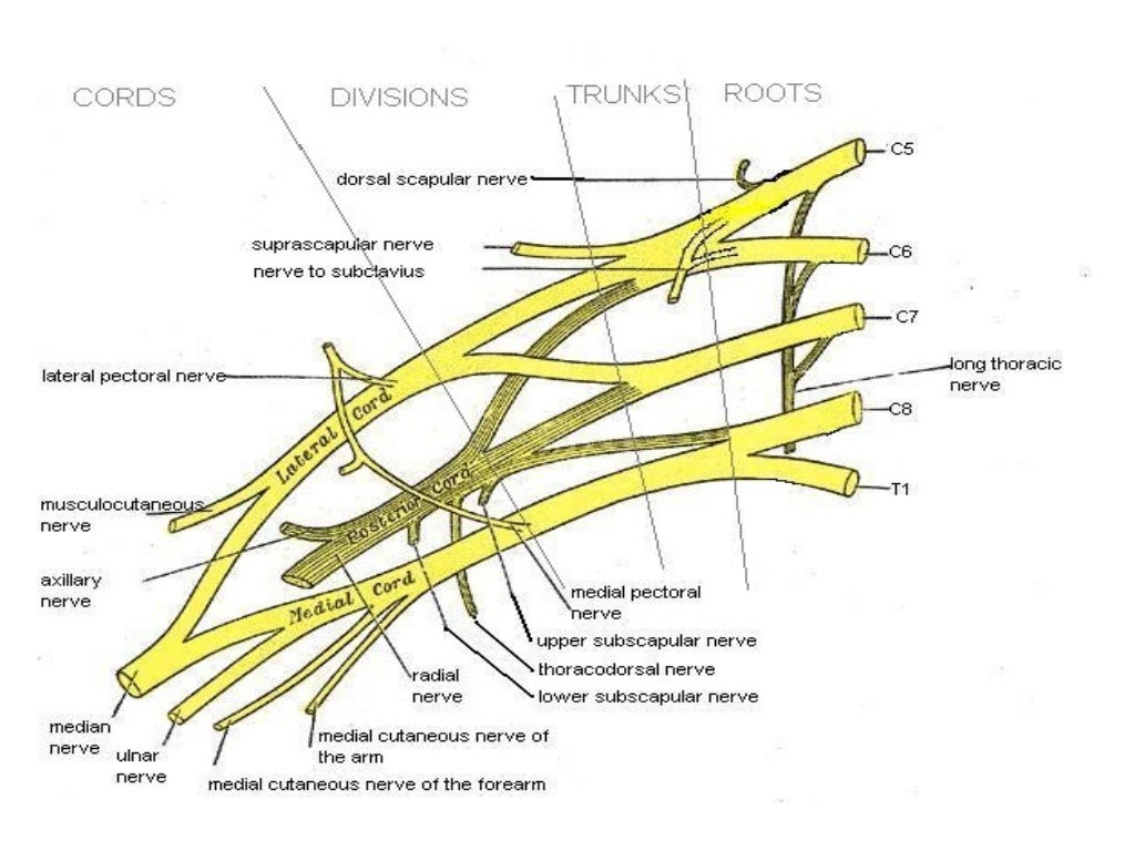 Radial nerve Biology Diagrams