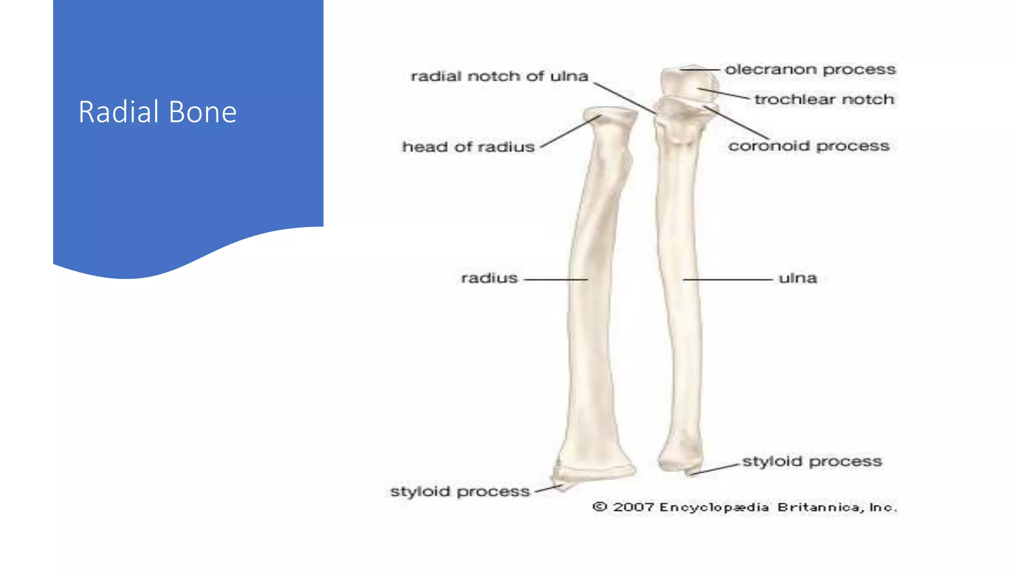 Radial Bone
 
