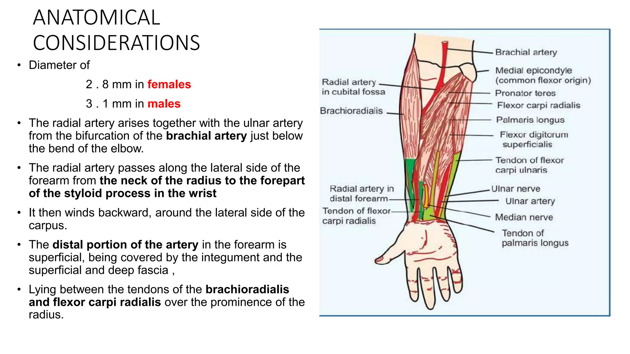 ANATOMICAL
CONSIDERATIONS
• Diameter of
2 . 8 mm in females
3 . 1 mm in males
• The radial artery arises together with the ulnar artery
from the bifurcation of the brachial artery just below
the bend of the elbow.
• The radial artery passes along the lateral side of the
forearm from the neck of the radius to the forepart
of the styloid process in the wrist
• It then winds backward, around the lateral side of the
carpus.
• The distal portion of the artery in the forearm is
superficial, being covered by the integument and the
superficial and deep fascia ,
• Lying between the tendons of the brachioradialis
and flexor carpi radialis over the prominence of the
radius.
 