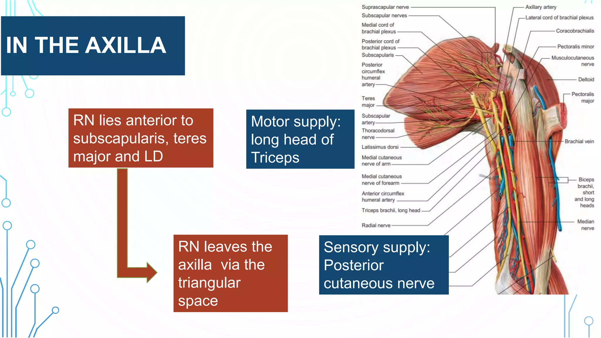 IN THE AXILLA
RN lies anterior to
subscapularis, teres
major and LD
RN leaves the
axilla via the
triangular
space
Motor supply:
long head of
Triceps
Sensory supply:
Posterior
cutaneous nerve
of arm
 