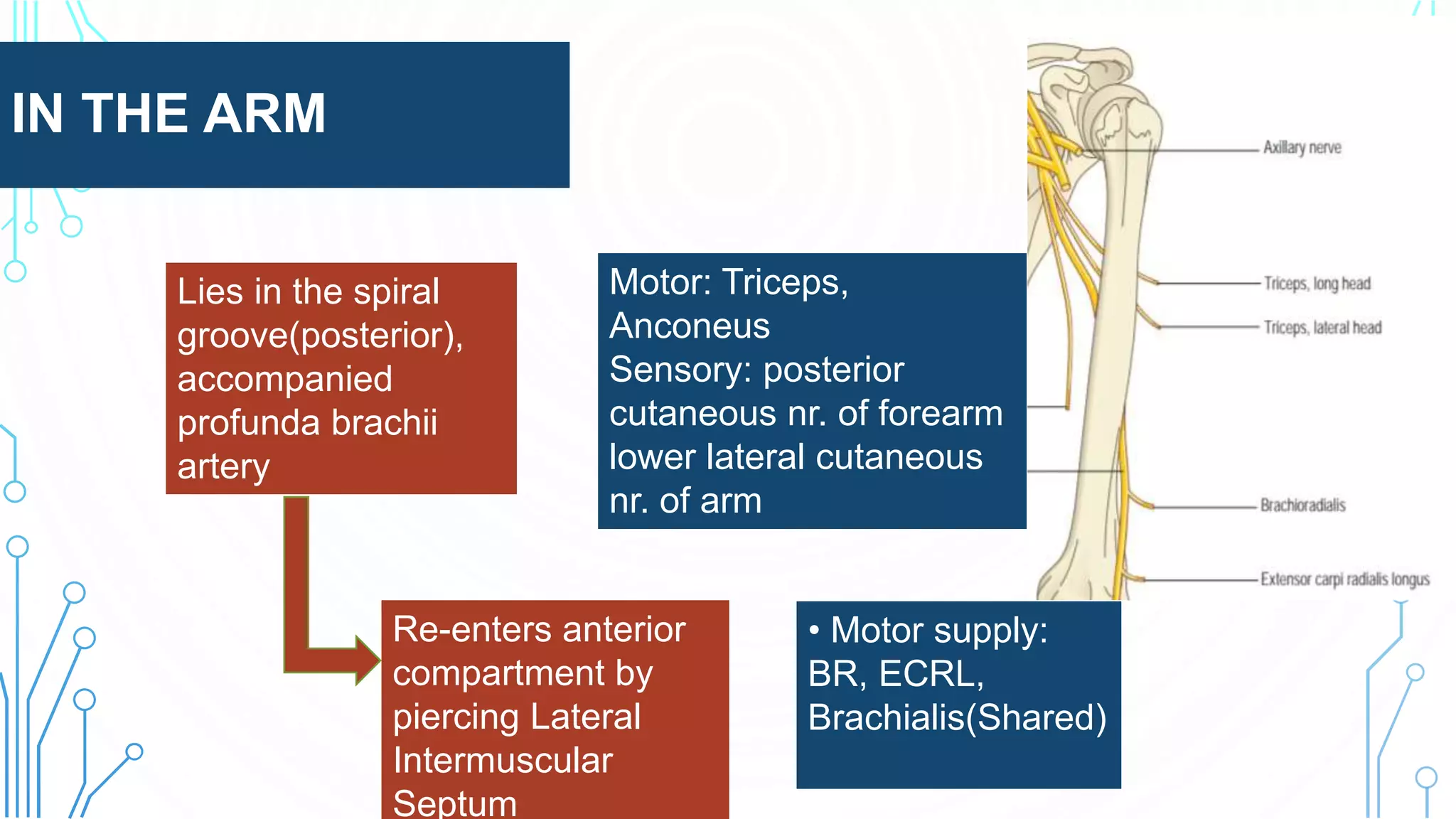 IN THE ARM
Lies in the spiral
groove(posterior),
accompanied
profunda brachii
artery
• Motor supply:
BR, ECRL,
Brachialis(Shared)
Motor: Triceps,
Anconeus
Sensory: posterior
cutaneous nr. of forearm
lower lateral cutaneous
nr. of arm
Re-enters anterior
compartment by
piercing Lateral
Intermuscular
Septum
 