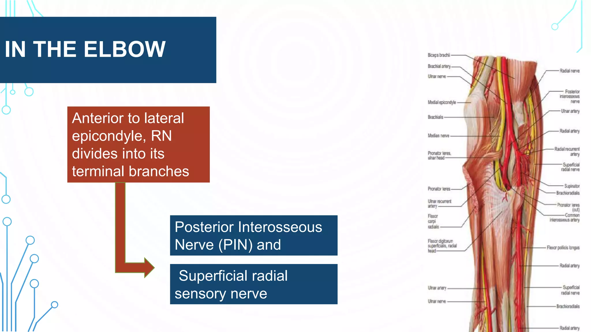 IN THE ELBOW
Anterior to lateral
epicondyle, RN
divides into its
terminal branches
Superficial radial
sensory nerve
Posterior Interosseous
Nerve (PIN) and
 