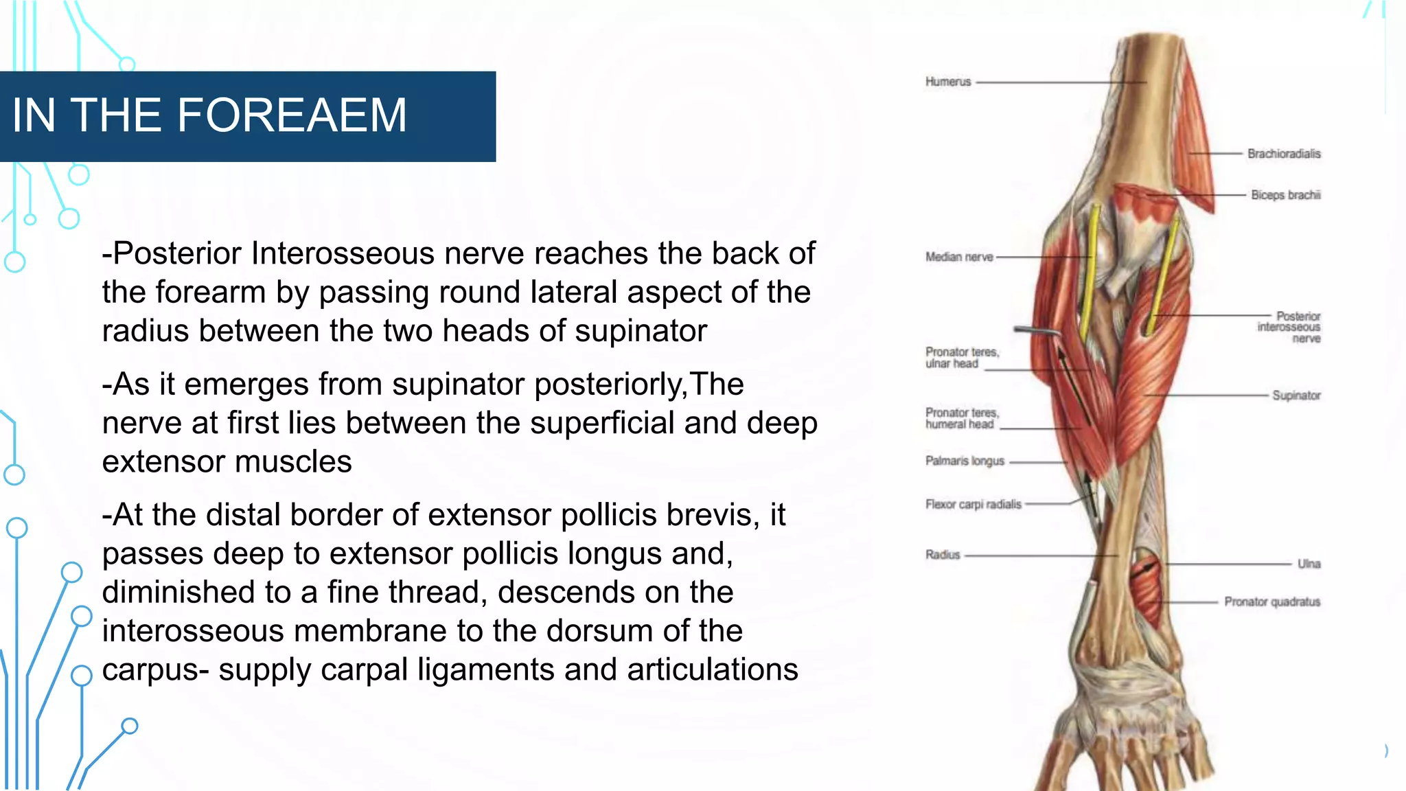 IN THE FOREAEM
-Posterior Interosseous nerve reaches the back of
the forearm by passing round lateral aspect of the
radius between the two heads of supinator
-As it emerges from supinator posteriorly,The
nerve at first lies between the superficial and deep
extensor muscles
-At the distal border of extensor pollicis brevis, it
passes deep to extensor pollicis longus and,
diminished to a fine thread, descends on the
interosseous membrane to the dorsum of the
carpus- supply carpal ligaments and articulationsextensor indicis
 