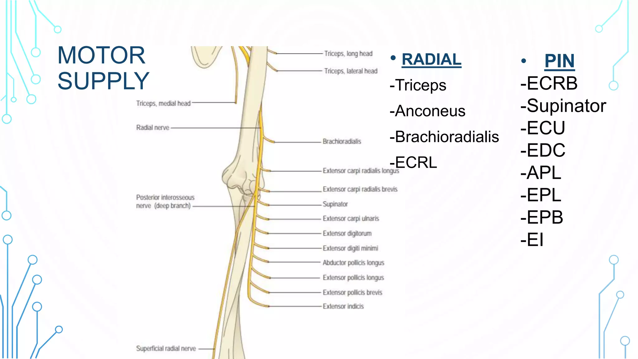 MOTOR
SUPPLY
• PIN
-ECRB
-Supinator
-ECU
-EDC
-APL
-EPL
-EPB
-EI
• RADIAL
-Triceps
-Anconeus
-Brachioradialis
-ECRL
 