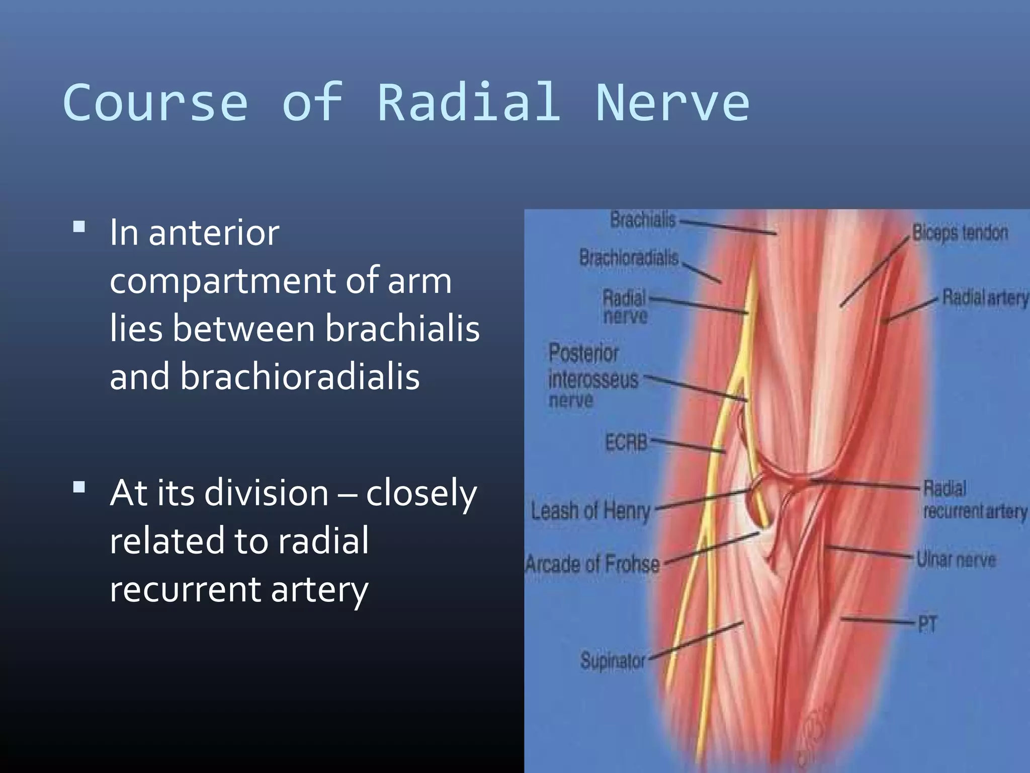 Course of Radial Nerve
 In anterior
compartment of arm
lies between brachialis
and brachioradialis
 At its division – closely
related to radial
recurrent artery
 