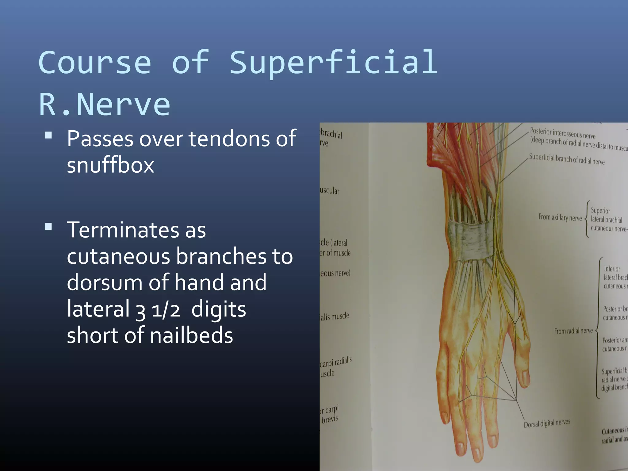 Course of Superficial
R.Nerve
 Passes over tendons of
snuffbox
 Terminates as
cutaneous branches to
dorsum of hand and
lateral 3 1/2 digits
short of nailbeds
 