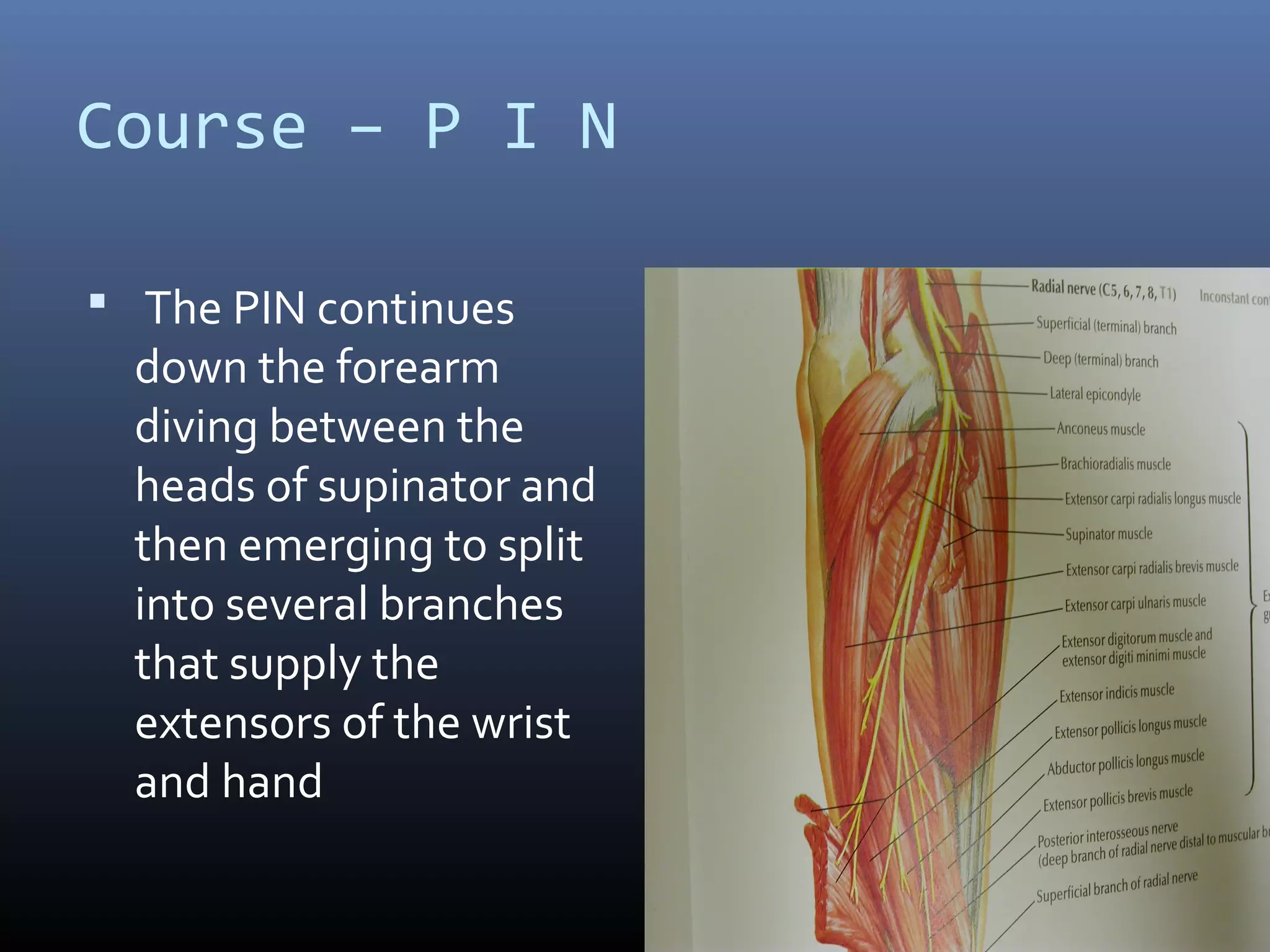 Course – P I N
 The PIN continues
down the forearm
diving between the
heads of supinator and
then emerging to split
into several branches
that supply the
extensors of the wrist
and hand
 