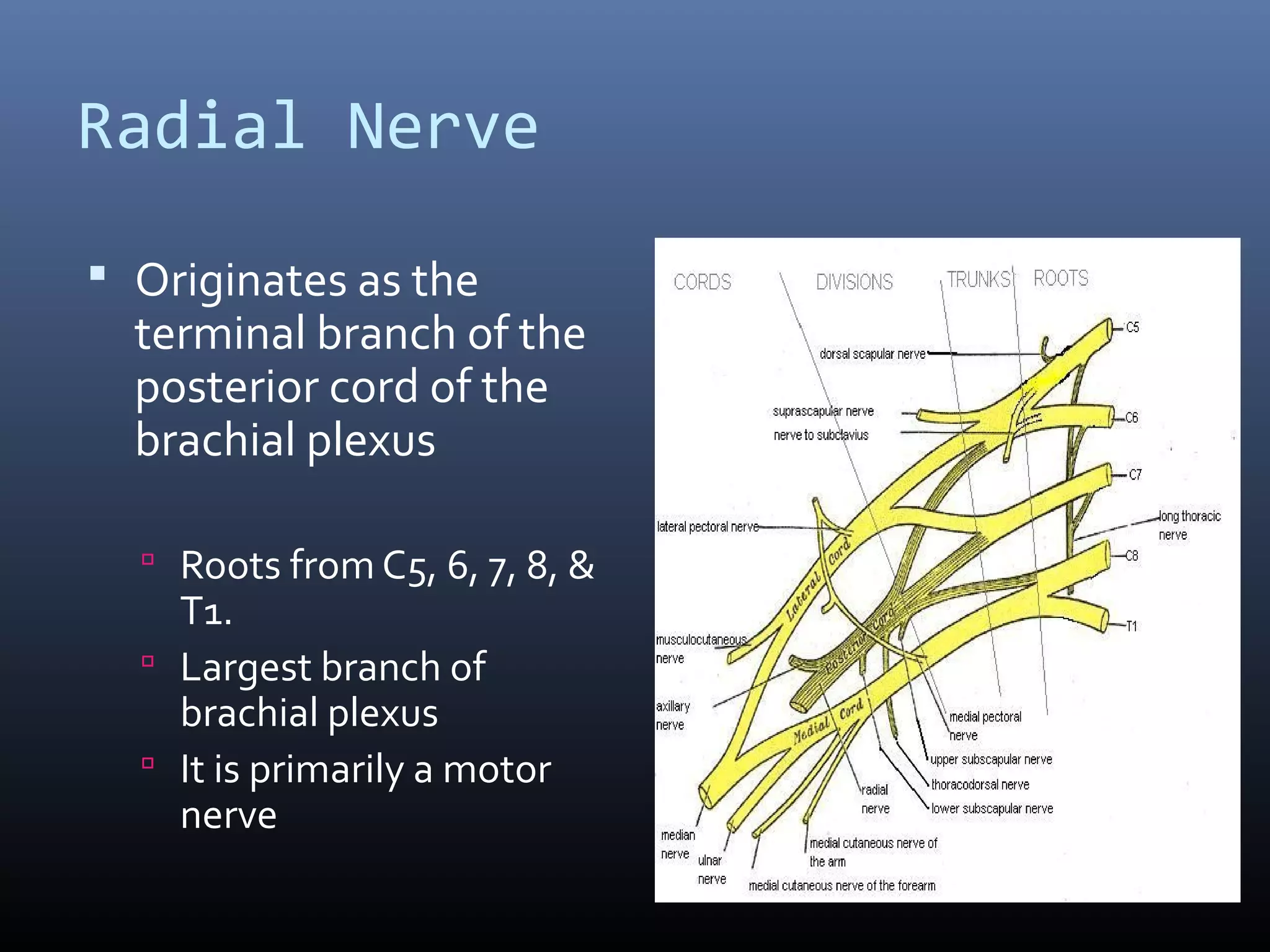Radial Nerve
 Originates as the
terminal branch of the
posterior cord of the
brachial plexus
 Roots from C5, 6, 7, 8, &
T1.
 Largest branch of
brachial plexus
 It is primarily a motor
nerve
 