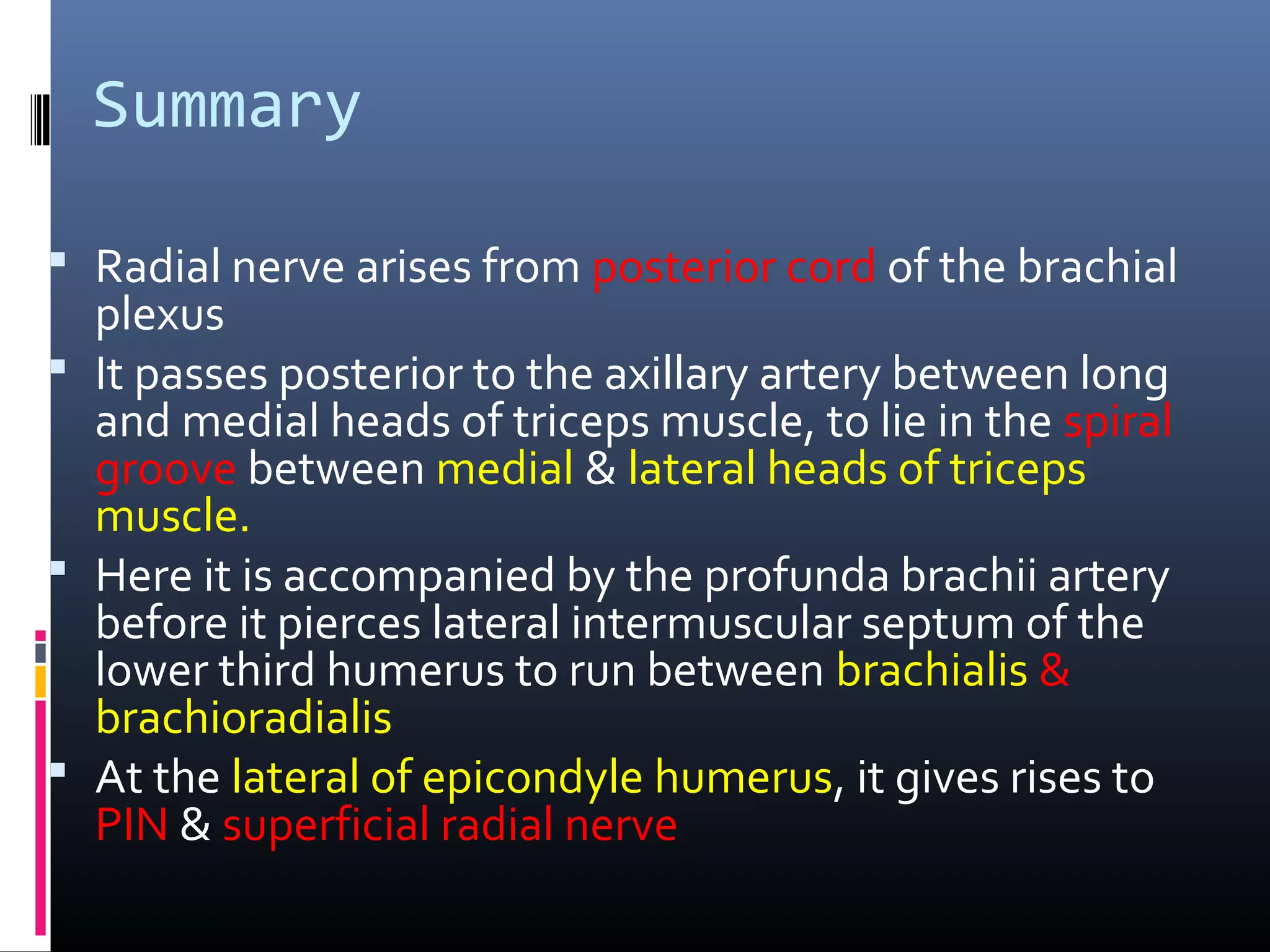 Summary
 Radial nerve arises from posterior cord of the brachial
plexus
 It passes posterior to the axillary artery between long
and medial heads of triceps muscle, to lie in the spiral
groove between medial & lateral heads of triceps
muscle.
 Here it is accompanied by the profunda brachii artery
before it pierces lateral intermuscular septum of the
lower third humerus to run between brachialis &
brachioradialis
 At the lateral of epicondyle humerus, it gives rises to
PIN & superficial radial nerve
 