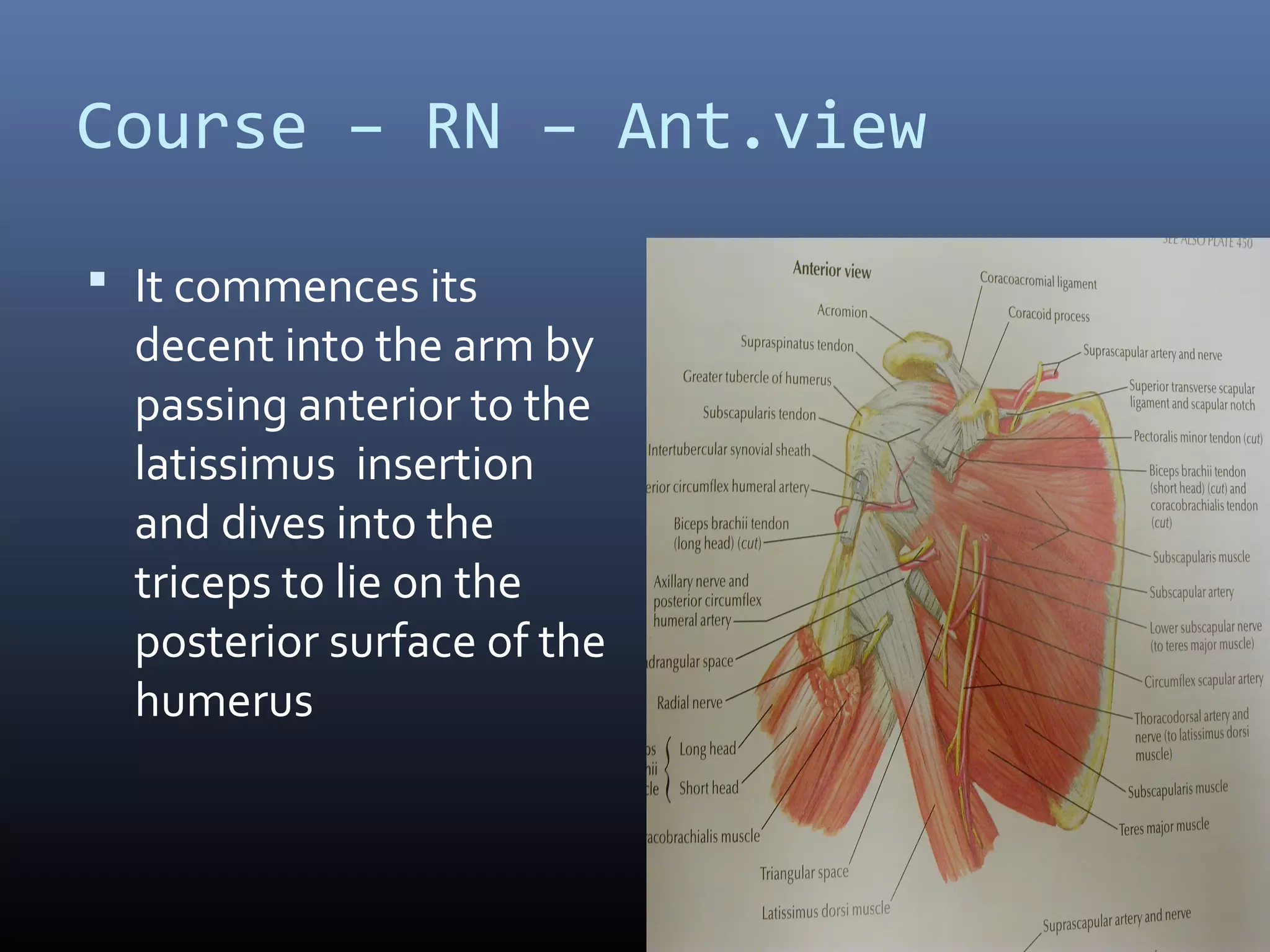 Course – RN – Ant.view
 It commences its
decent into the arm by
passing anterior to the
latissimus insertion
and dives into the
triceps to lie on the
posterior surface of the
humerus
 