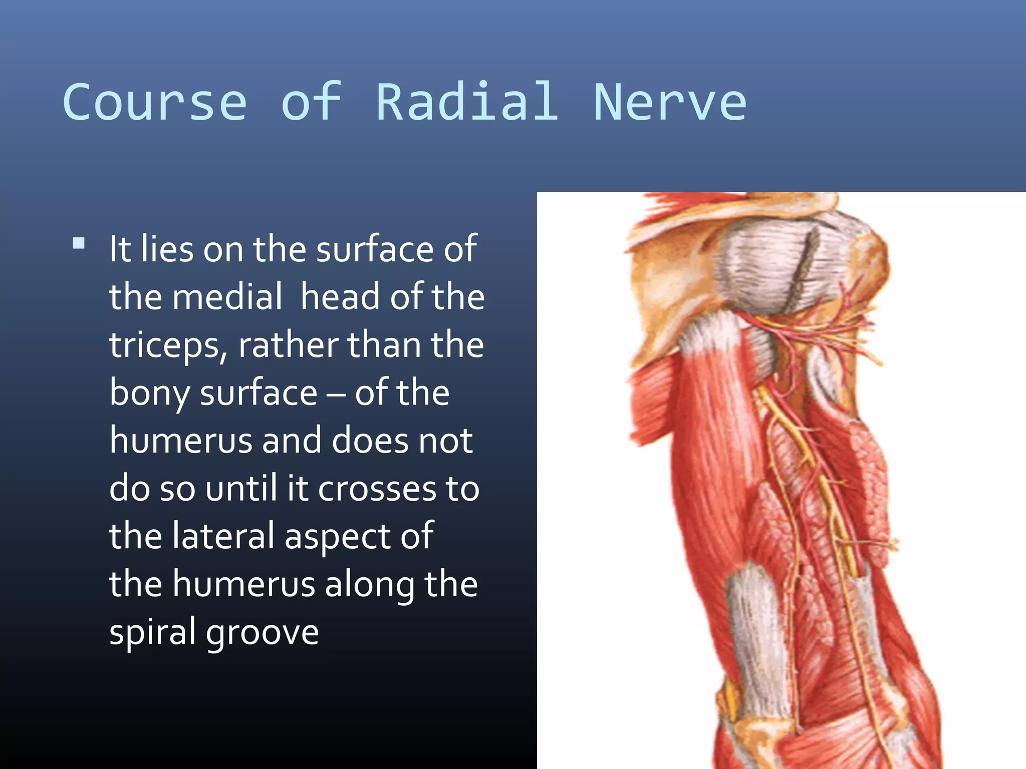 Course of Radial Nerve
 It lies on the surface of
the medial head of the
triceps, rather than the
bony surface – of the
humerus and does not
do so until it crosses to
the lateral aspect of
the humerus along the
spiral groove
 