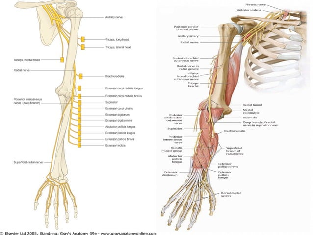 Radial nerve - Course & Relations / Applied Anatomy Biology Diagrams
