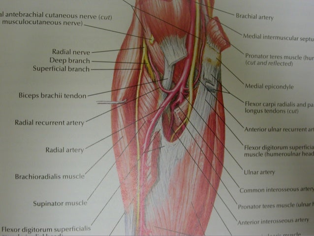 Radial nerve - Course & Relations / Applied Anatomy