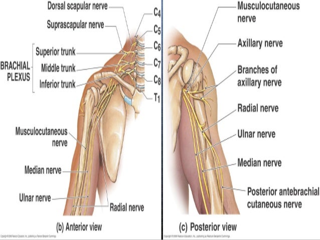 Radial nerve - Course ...