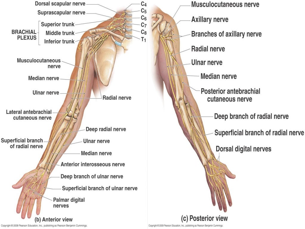 Radial nerve - Course & Relations / Applied Anatomy