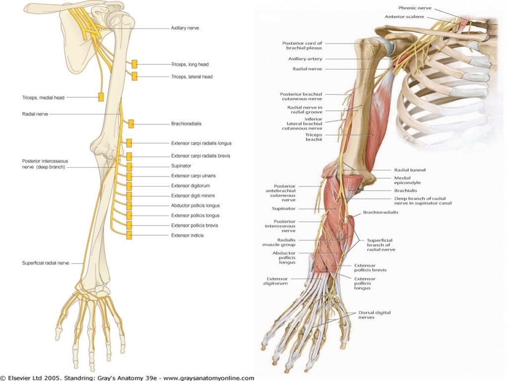 Radial Nerve Route Radial Nerve Route
