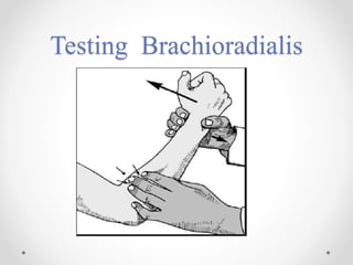 Testing Brachioradialis
 