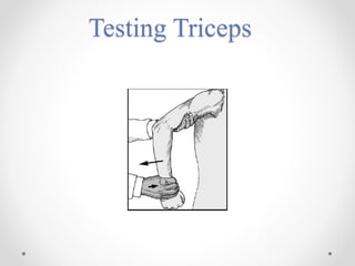 Testing Triceps
 
