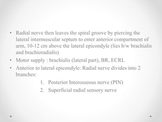 • Radial nerve then leaves the spiral groove by piercing the
lateral intermuscular septum to enter anterior compartment of
arm, 10-12 cm above the lateral epicondyle (lies b/w brachialis
and brachioradialis)
• Motor supply : brachialis (lateral part), BR, ECRL
• Anterior to lateral epicondyle: Radial nerve divides into 2
branches:
1. Posterior Interosseous nerve (PIN)
2. Superficial radial sensory nerve
 