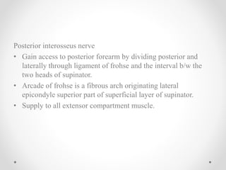 Posterior interosseus nerve
• Gain access to posterior forearm by dividing posterior and
laterally through ligament of frohse and the interval b/w the
two heads of supinator.
• Arcade of frohse is a fibrous arch originating lateral
epicondyle superior part of superficial layer of supinator.
• Supply to all extensor compartment muscle.
 