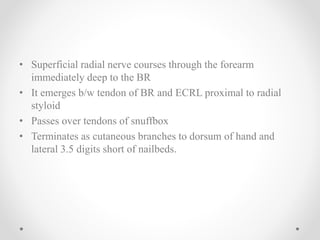 • Superficial radial nerve courses through the forearm
immediately deep to the BR
• It emerges b/w tendon of BR and ECRL proximal to radial
styloid
• Passes over tendons of snuffbox
• Terminates as cutaneous branches to dorsum of hand and
lateral 3.5 digits short of nailbeds.
 