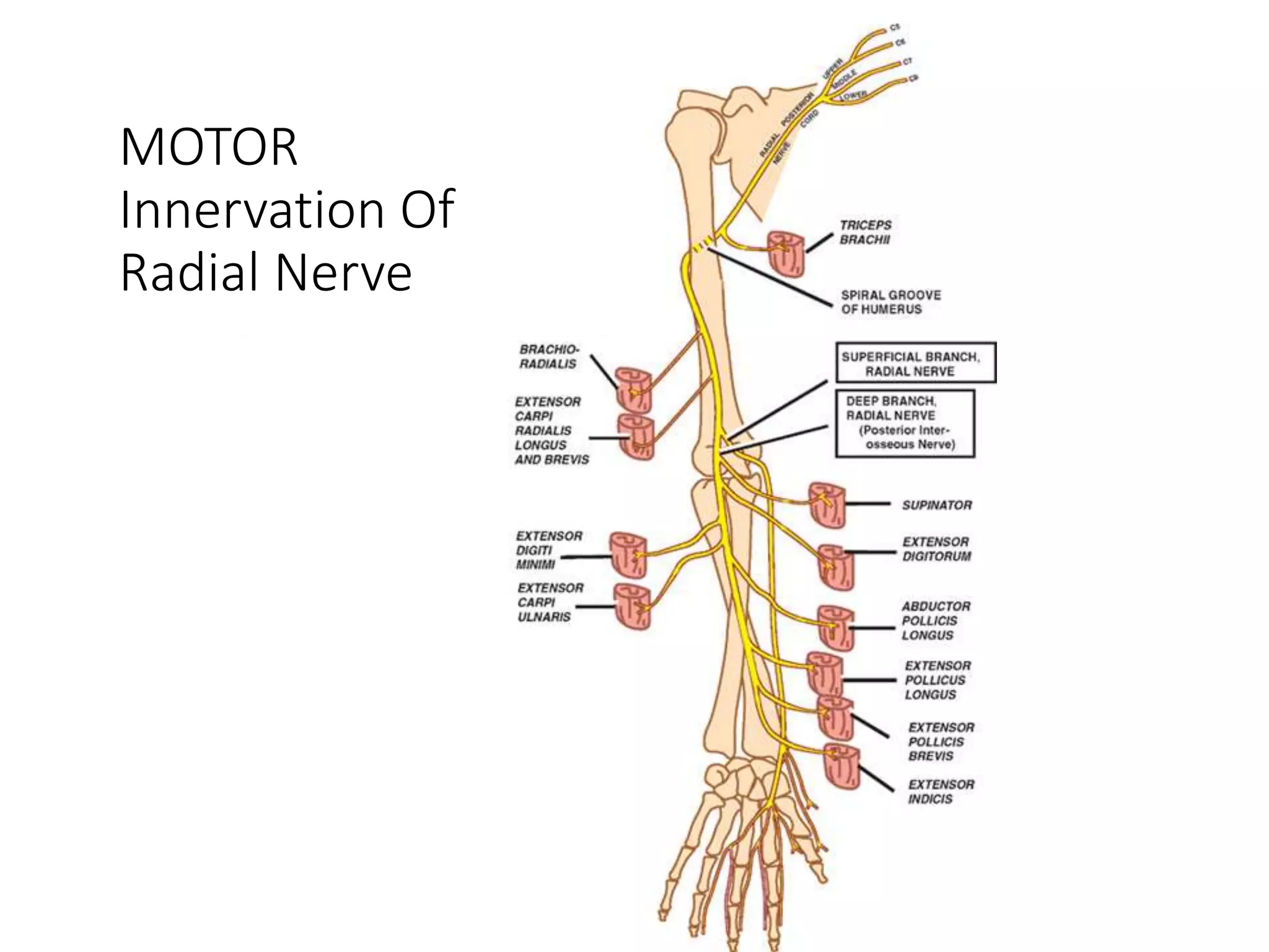 Radial Nerve Entrapment PPTX Radial Nerve Entrapment PPTX