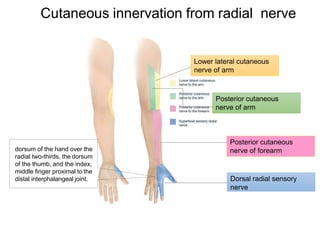 Lower lateral cutaneous
nerve of arm
Posterior cutaneous
nerve of arm
Posterior cutaneous
nerve of forearm
Dorsal radial sensory
nerve
dorsum of the hand over the
radial two-thirds, the dorsum
of the thumb, and the index,
middle finger proximal to the
distal interphalangeal joint.
Cutaneous innervation from radial nerve
 