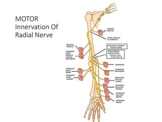 MOTOR
Innervation Of
Radial Nerve
 