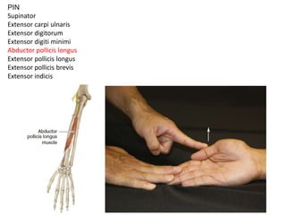 PIN
Supinator
Extensor carpi ulnaris
Extensor digitorum
Extensor digiti minimi
Abductor pollicis longus
Extensor pollicis longus
Extensor pollicis brevis
Extensor indicis
 
