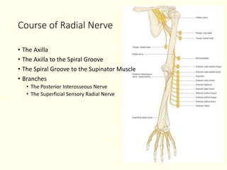 Course of Radial Nerve
• The Axilla
• The Axilla to the Spiral Groove
• The Spiral Groove to the Supinator Muscle
• Branches
• The Posterior Interosseous Nerve
• The Superficial Sensory Radial Nerve
 