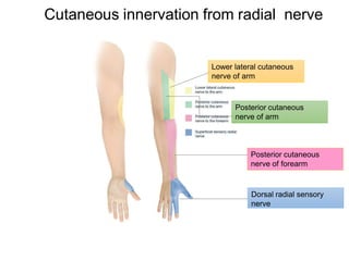 Lower lateral cutaneous
nerve of arm
Posterior cutaneous
nerve of arm
Posterior cutaneous
nerve of forearm
Dorsal radial sensory
nerve
Cutaneous innervation from radial nerve
 