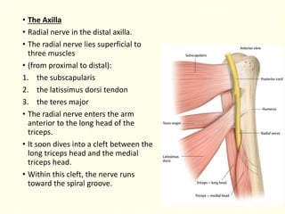 • The Axilla
• Radial nerve in the distal axilla.
• The radial nerve lies superficial to
three muscles
• (from proximal to distal):
1. the subscapularis
2. the latissimus dorsi tendon
3. the teres major
• The radial nerve enters the arm
anterior to the long head of the
triceps.
• It soon dives into a cleft between the
long triceps head and the medial
triceps head.
• Within this cleft, the nerve runs
toward the spiral groove.
 