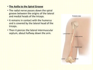 • The Axilla to the Spiral Groove
• The radial nerve passes down the spiral
groove between the origins of the lateral
and medial heads of the triceps.
• It remains in contact with the humerus
and is covered by the lateral head of the
triceps.
• Then it pierces the lateral intermuscular
septum, about halfway down the arm.
 