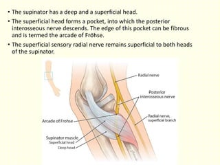 • The supinator has a deep and a superficial head.
• The superficial head forms a pocket, into which the posterior
interosseous nerve descends. The edge of this pocket can be fibrous
and is termed the arcade of Fröhse.
• The superficial sensory radial nerve remains superficial to both heads
of the supinator.
 