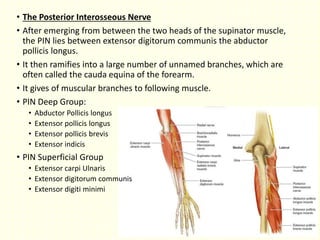 • The Posterior Interosseous Nerve
• After emerging from between the two heads of the supinator muscle,
the PIN lies between extensor digitorum communis the abductor
pollicis longus.
• It then ramifies into a large number of unnamed branches, which are
often called the cauda equina of the forearm.
• It gives of muscular branches to following muscle.
• PIN Deep Group:
• Abductor Pollicis longus
• Extensor pollicis longus
• Extensor pollicis brevis
• Extensor indicis
• PIN Superficial Group
• Extensor carpi Ulnaris
• Extensor digitorum communis
• Extensor digiti minimi
 