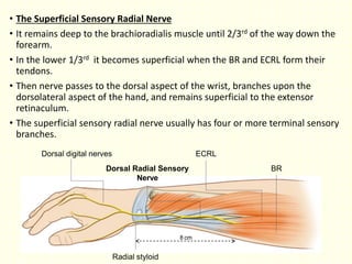 • The Superficial Sensory Radial Nerve
• It remains deep to the brachioradialis muscle until 2/3rd of the way down the
forearm.
• In the lower 1/3rd it becomes superficial when the BR and ECRL form their
tendons.
• Then nerve passes to the dorsal aspect of the wrist, branches upon the
dorsolateral aspect of the hand, and remains superficial to the extensor
retinaculum.
• The superficial sensory radial nerve usually has four or more terminal sensory
branches.
Dorsal digital nerves ECRL
Dorsal Radial Sensory BR
Nerve
8 cm
Radial styloid
 