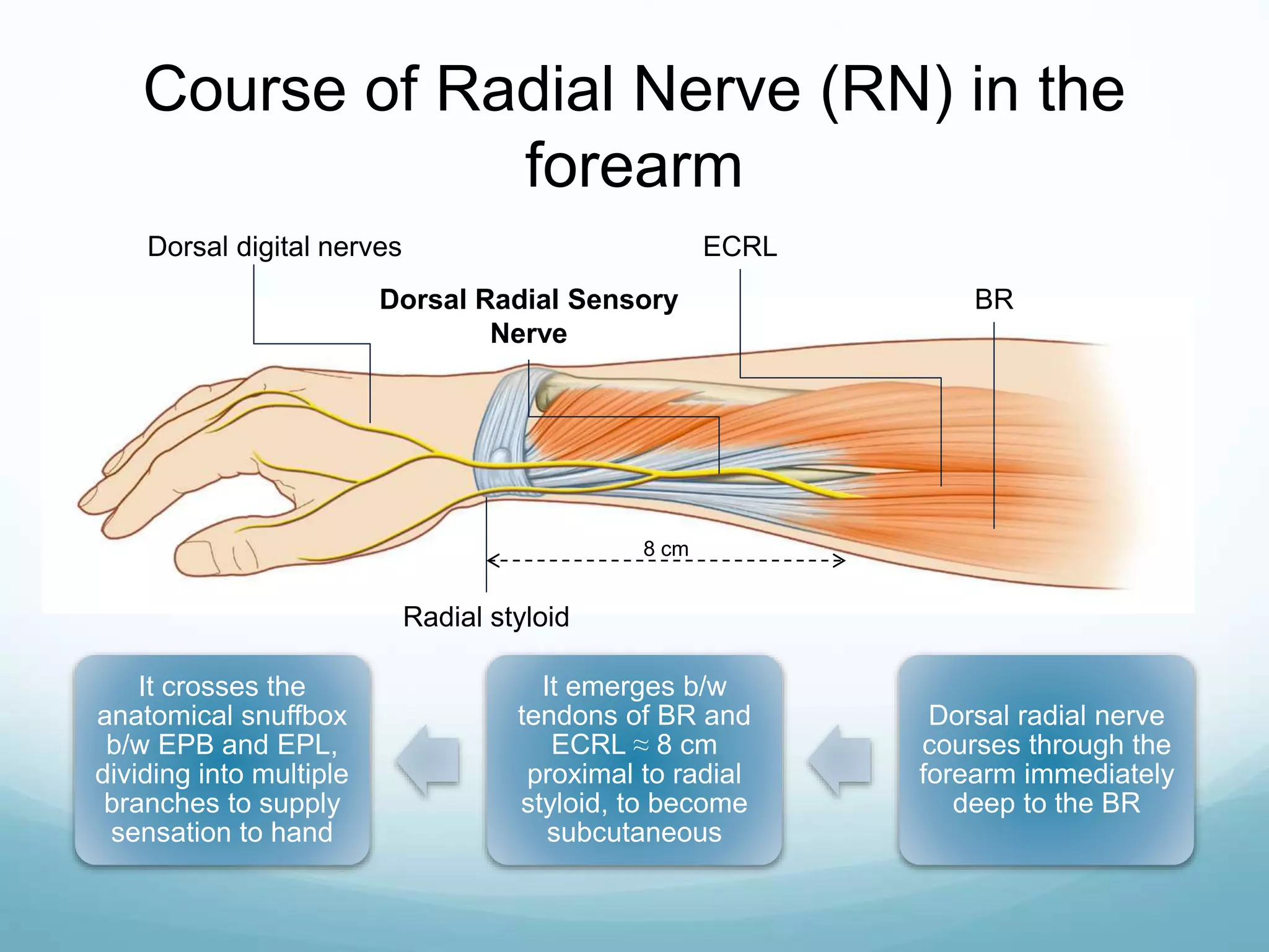 BR
ECRL
Dorsal Radial Sensory
Nerve
Dorsal digital nerves
Radial styloid
8 cm
Dorsal radial nerve
courses through the
forearm immediately
deep to the BR
It emerges b/w
tendons of BR and
ECRL ≈ 8 cm
proximal to radial
styloid, to become
subcutaneous
It crosses the
anatomical snuffbox
b/w EPB and EPL,
dividing into multiple
branches to supply
sensation to hand
Course of Radial Nerve (RN) in the
forearm
 