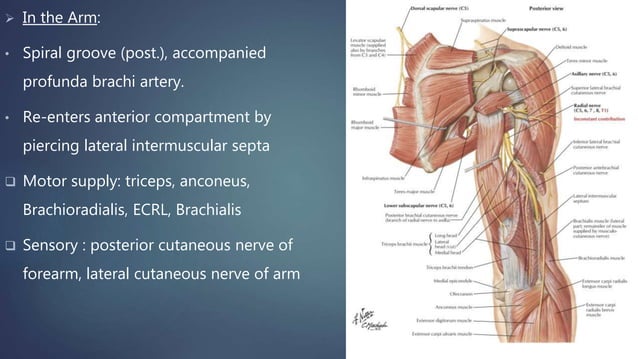 Radial nerve anatomy and injuries | PPTX