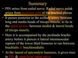 Summary
• PIN arises from radial nerve. Radial nerve pulak
  arises from posterior cord of the brachial plexus
• It passes posterior to the axillary artery between
  long and media heads of triceps muscle, to lie in
  the spiral groove between medial & lateral heads
  of triceps muscle.
• Here it is accompanied by the profunda brachii
  artery before it pierces it lateral intermuscular
  septum of the lower third humerus to run between
  brachialis & brachioradialis
• At the lateral of epicondyle humerus, it gives rises
  to PIN & superficial radial nerve
 
